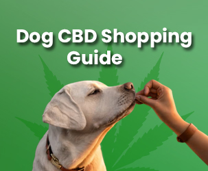 Dog CBD Shopping Guide | Things to Consider Before Buying Dog CBD