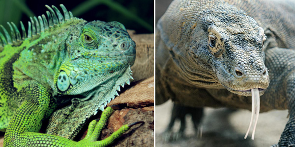 Benefits and Side Effects Of CBD for Reptiles
