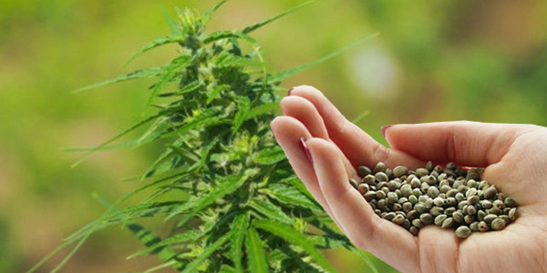 Female Plants from Regular Cannabis Seeds