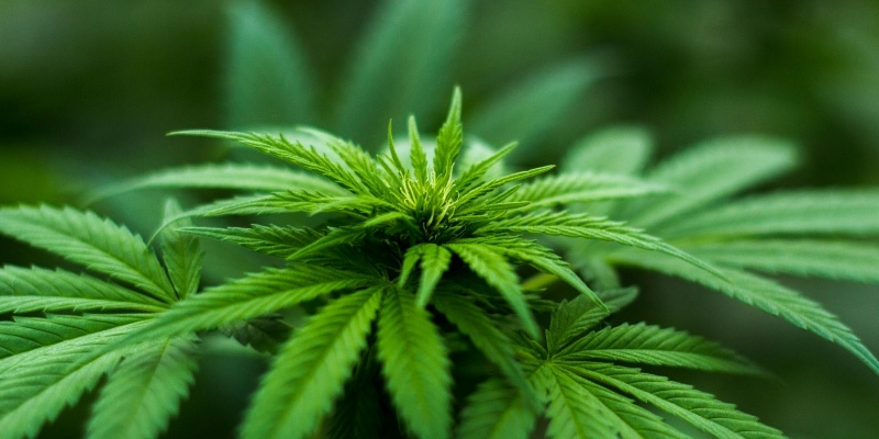 Marijuana-Cannabis