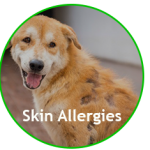 Relieve Skin Allergies