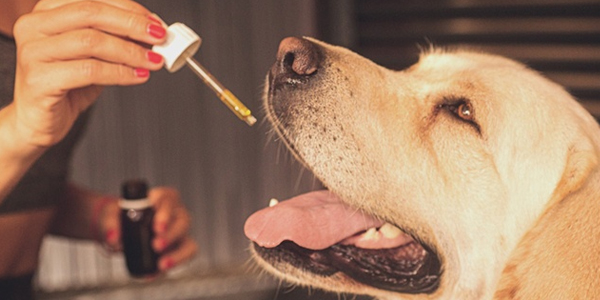 Things-To-Consider-Before-Buying-Dog-CBD1