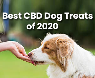Best CBD Dog Treats to Buy in 2022