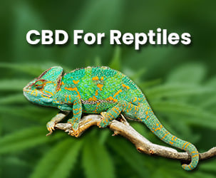 Benefits and Side Effects Of Using CBD for Reptiles?