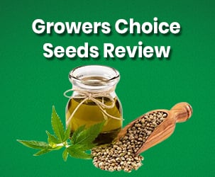Growers Choice Seeds Review | One Stop Site For Best Cannabis Seeds