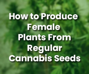 How to Produce Female Plants From Regular Cannabis Seeds