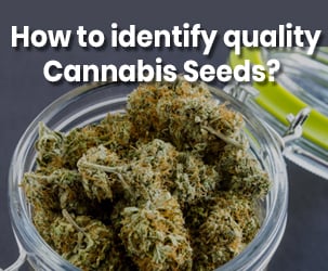 How to identify quality Cannabis Seeds?