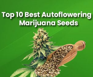 Top 10 Best Autoflowering Marijuana Seeds